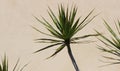 Tropical Plant, Tan Neutral Background Royalty Free Stock Photo