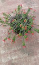 A tropical plant with thorns and beautiful red flowers