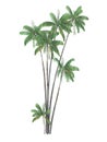 Tropical plant