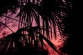 Tropical plant and tree leaf make a silhouette pattern over beautiful sunset sky Royalty Free Stock Photo