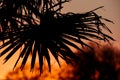 Tropical plant and tree leaf make a silhouette pattern over beautiful sunset sky Royalty Free Stock Photo