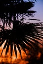 Tropical plant and tree leaf make a silhouette pattern over beautiful sunset sky Royalty Free Stock Photo