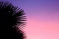 Tropical plant and tree leaf make a silhouette pattern over beautiful sunset sky Royalty Free Stock Photo