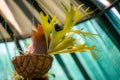 Tropical plant in vase