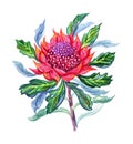 Tropical plant Waratah, the watercolor illustration on a white background Royalty Free Stock Photo