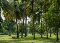 Tropical plantation on Java Island, Indonesia