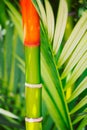 Tropical Plants Royalty Free Stock Photo