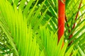 Tropical Plants Royalty Free Stock Photo