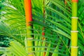 Tropical Plants Royalty Free Stock Photo