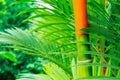 Tropical Plants Royalty Free Stock Photo