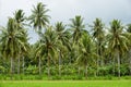 Tropical plants