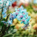 Tropical plants in the arboretum. Leaves and wild blue Orchid flowers close up. There are other plants in the background. Concept Royalty Free Stock Photo