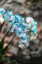 Tropical plants in the arboretum. Leaves and wild blue Orchid flowers. Concept of environmental conservation Royalty Free Stock Photo