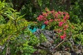 Tropical plants around the Blue Lagoon in Vanuatu. Royalty Free Stock Photo