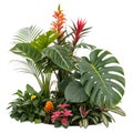Tropical Plants Backdrop Royalty Free Stock Photo