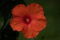 Bright orange hibiscus blossoms. Spring Colors Background. Hapiness Concept.