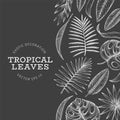 Tropical plants banner design. Hand drawn tropical summer exotic leaves illustration on chalk board. Jungle leaves, palm leaves Royalty Free Stock Photo