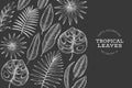 Tropical plants banner design. Hand drawn tropical summer exotic leaves illustration on chalk board. Jungle leaves, palm leaves Royalty Free Stock Photo