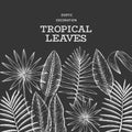 Tropical plants banner design. Hand drawn tropical summer exotic leaves illustration on chalk board. Jungle leaves, palm leaves Royalty Free Stock Photo