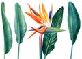 Tropical plants, bird paradise flower and palm leaves strelitzia, watercolor botanical painting, jungle design Royalty Free Stock Photo
