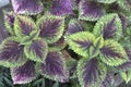 Tropical Plants with Colorful Leaves: Coleus