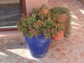 Tropical plants in colourful pots on a Moroccan terrace