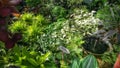 Tropical plants decorative green plants and seedlings nursery in garden shop Royalty Free Stock Photo