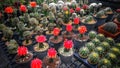 Tropical plants decorative green plants and seedlings nursery in garden shop Royalty Free Stock Photo