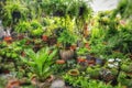 Tropical plants decorative green plants and seedlings nursery in garden shop Royalty Free Stock Photo