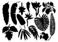 Tropical plants, exotic flowers, citrus fruits, palm leaves silhouettes collection. Vector silhouettes of tropical flowering Royalty Free Stock Photo