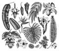 Tropical plants, exotic flowers, citrus fruits, palm leaves sketches collection. Vector illustrations of tropical flowering