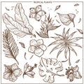 Tropical plants and exotic flowers sketch vector isolated icons set collection Royalty Free Stock Photo