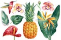 Tropical plants, flowers, palm leaves, fruits and bird on isolated white background, watercolor illustration