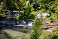 Tropical plants and fresh water, summer nature photo. Tropical leaf in jungle forest. Natural place for ecotourist