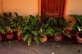 Tropical Plants Green in Orange Pots Door Locked Background