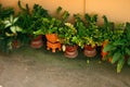 Tropical Plants Green in Orange Pots Background