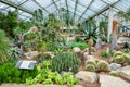 Tropical plants in greenhouse in Kew botanical gardens, London, UK Royalty Free Stock Photo