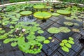 Tropical plants in greenhouse in Kew botanical gardens, London, UK Royalty Free Stock Photo