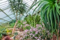 Tropical plants in greenhouse in Kew botanical gardens, London, UK Royalty Free Stock Photo