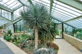 Tropical plants in greenhouse in Kew botanical gardens, London, UK Royalty Free Stock Photo