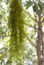 Tropical plants. Hanging Spanish Moss (Tillandsia Usneoides) in the garden.