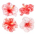 Tropical plants hibiscus red and white  flowers  on a white background  set watercolor vintage vector illustration editable hand Royalty Free Stock Photo