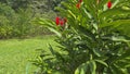 Tropical plants, keneddy linear park, guayaquil, ecuador