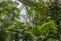 Tropical plants at Kew Gardens.