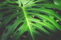 Tropical plants, leaf of Monstera /Philodendron leaves Royalty Free Stock Photo