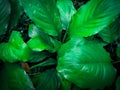 Close-Up Of Plant Growing Outdoors