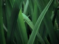 Green leaves in close-up photo with black theme background