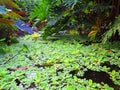 Tropical plants in the Living Rain forest