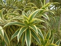 Tropical plants with long green and white leaves. White Stripe Dragon Tree. Dracaena Sanderiana plant growing in the garden