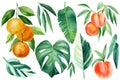 tropical plants, monstera, orange twig, peaches and palm leaves, botanical painting Royalty Free Stock Photo
